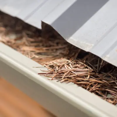 Gutter filled with debris that needs to be cleaned out.